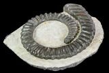Devonian Ammonite (Anetoceras) - Morocco #110676-1
